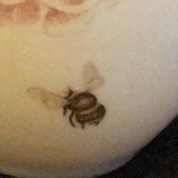 LENOX Butterfly Meadow Hydrangea Coffee Tea Cup with Scalloped Rim - Picture 3 of 6